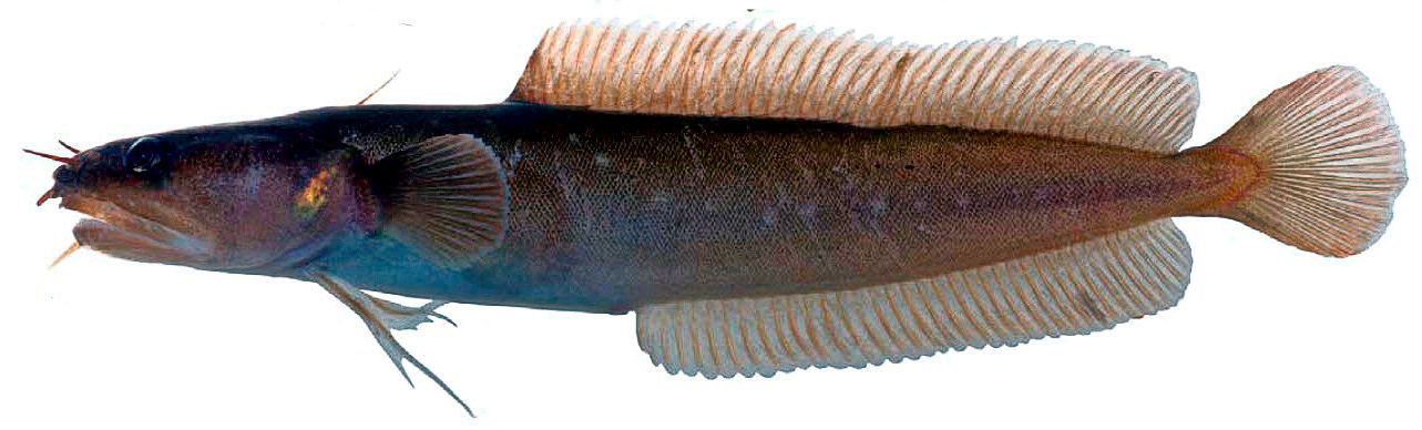 Ciliata septentrionalis_03